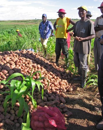 Harvesting potatoes in Huambo, Angola. 